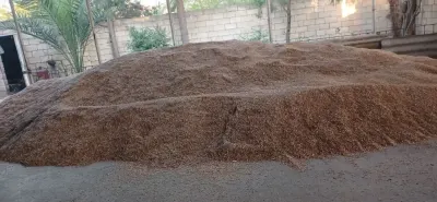 Vələmir — Dənlilər, Otlar Yemlər,  Bitkilər, Sabirabad