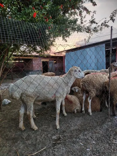 Qoyun — Heyvanlar, Quşlar, Balıqlar, Göytəpə
