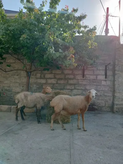 Qoyun — Heyvanlar, Quşlar, Balıqlar, Bakı