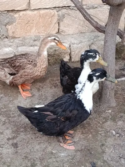 Ördək — Heyvanlar, Quşlar, Balıqlar, Sumqayıt