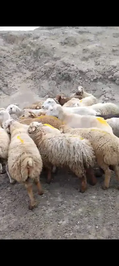 Quzu — Heyvanlar, Quşlar, Balıqlar, Siyəzən — şəkil 2