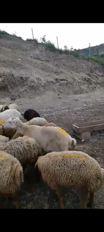Quzu — Heyvanlar, Quşlar, Balıqlar, Siyəzən