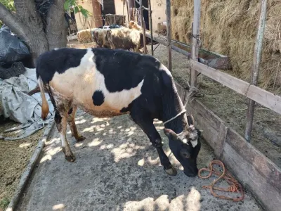 Dana — Heyvanlar, Quşlar, Balıqlar, Bakı — şəkil 2