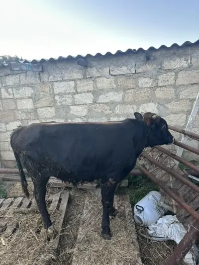 Dana — Heyvanlar, Quşlar, Balıqlar, Sumqayıt