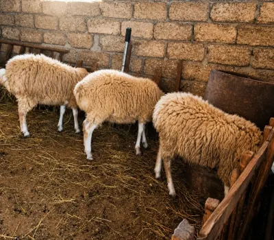 Quzu — Heyvanlar, Quşlar, Balıqlar, Bakı