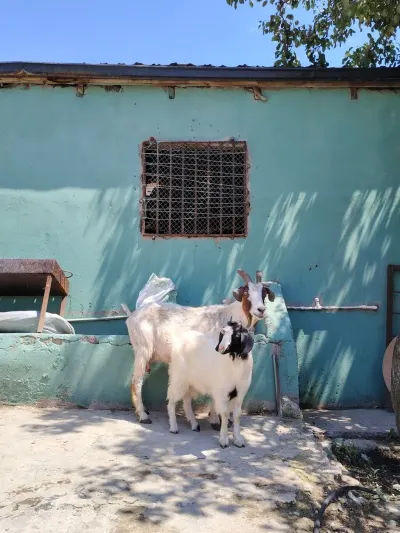 Keçi — Heyvanlar, Quşlar, Balıqlar, Bakı