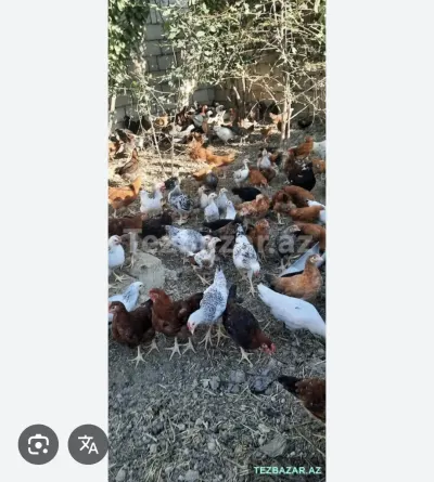 Toyuq — Heyvanlar, Quşlar, Balıqlar, Ucar