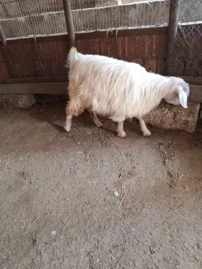Keçi — Heyvanlar, Quşlar, Balıqlar, Bakı