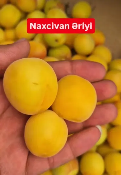 Ərik — Meyvə və Giləmeyvə, Bakı