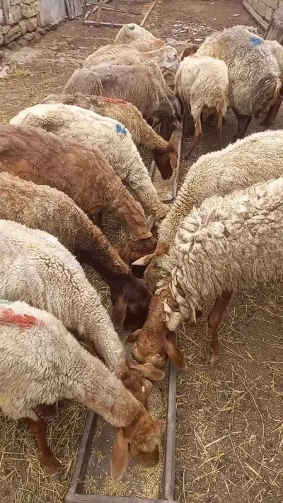 Qoyun — Heyvanlar, Quşlar, Balıqlar, Bakı