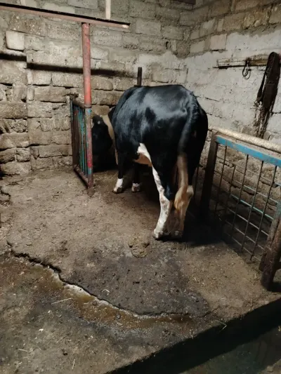 Düyə — Heyvanlar, Quşlar, Balıqlar, Bakı