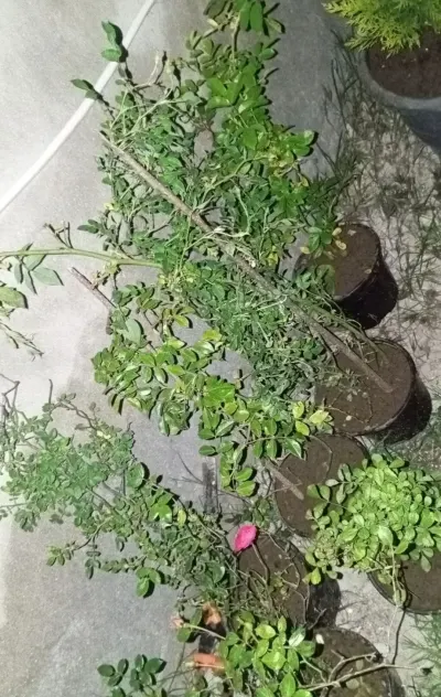 Tinglər — Dənlilər, Otlar Yemlər,  Bitkilər, Bakı