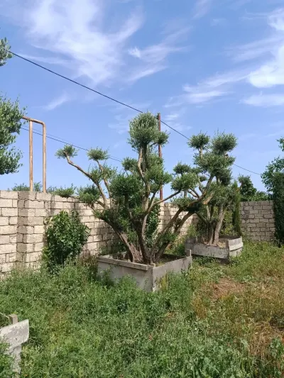 Ağac — Dənlilər, Otlar Yemlər,  Bitkilər, Bakı