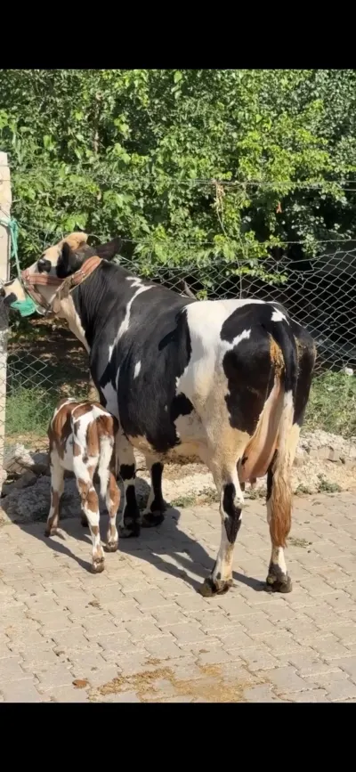 İNƏK — Heyvanlar, Quşlar, Balıqlar, İsmayıllı