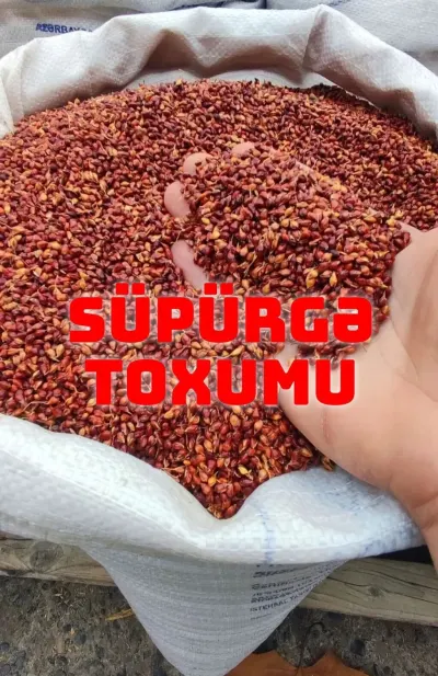Broomcorn seeds — Grains, Herbs, Feed, Plants, Barda