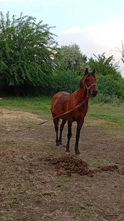 At — Heyvanlar, Quşlar, Balıqlar, İmişli