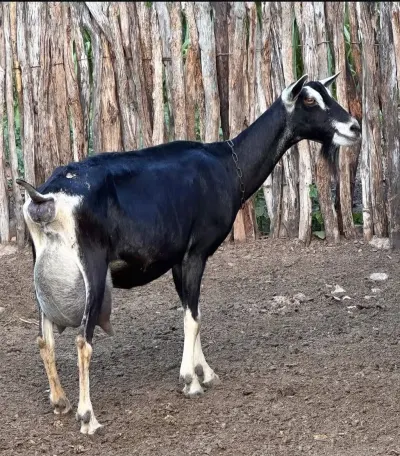 Keçi — Heyvanlar, Quşlar, Balıqlar, Quba