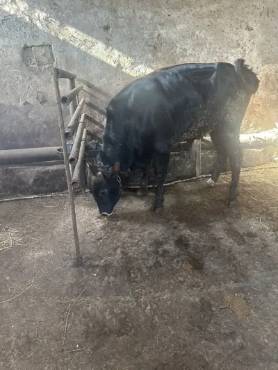 Dana — Heyvanlar, Quşlar, Balıqlar, Sumqayıt