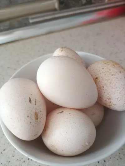 Yumurta — Heyvanlar, Quşlar, Balıqlar, Bakı