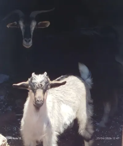 Keçi — Heyvanlar, Quşlar, Balıqlar, Bakı — şəkil 2