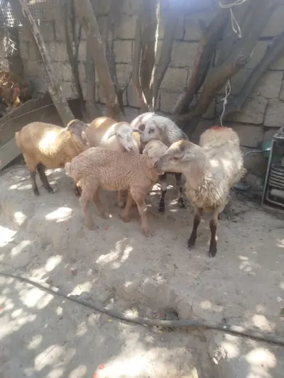 Qoyun — Heyvanlar, Quşlar, Balıqlar, Bakı