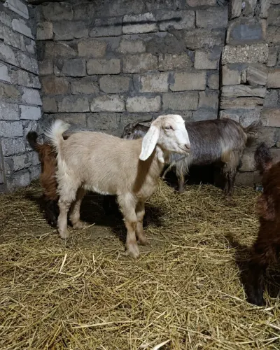 Keçi — Heyvanlar, Quşlar, Balıqlar, Bakı