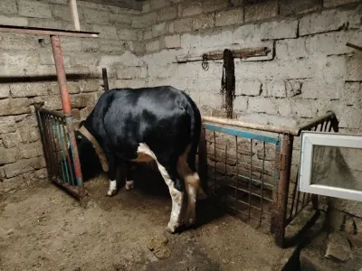 Düyə — Heyvanlar, Quşlar, Balıqlar, Bakı