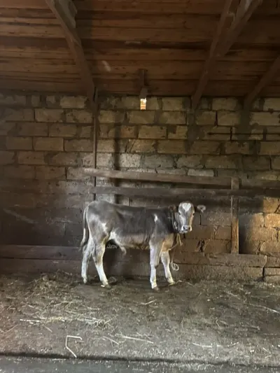 Dana — Heyvanlar, Quşlar, Balıqlar, Bakı