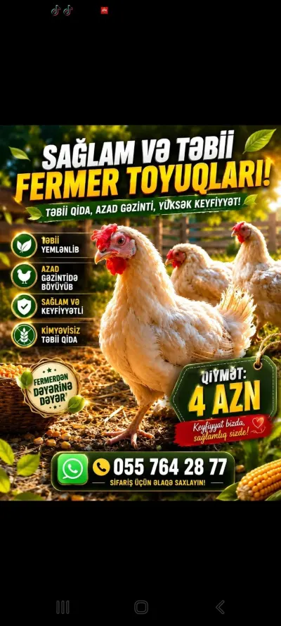 TOYUQ — Heyvanlar, Quşlar, Balıqlar, Bakı