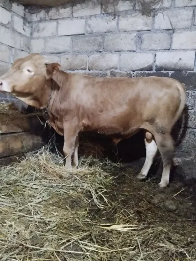 Dana — Heyvanlar, Quşlar, Balıqlar, Xaçmaz — şəkil 2