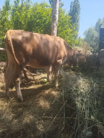Dana — Heyvanlar, Quşlar, Balıqlar, Xaçmaz