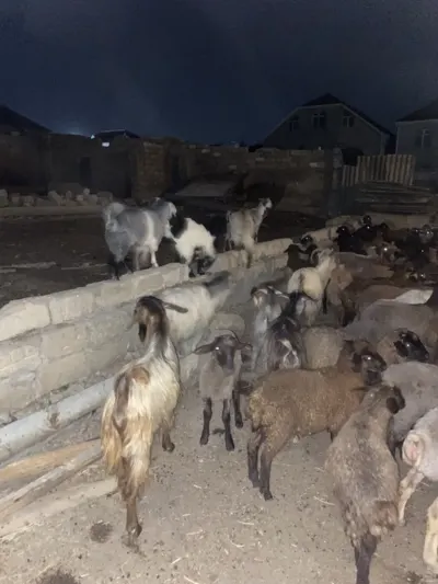 Keçi — Heyvanlar, Quşlar, Balıqlar, Bakı