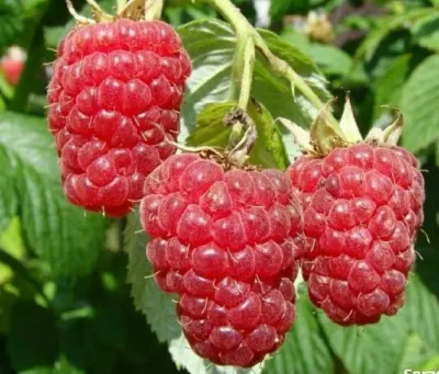 Moruq tingi — Dənlilər, Otlar Yemlər,  Bitkilər, Tovuz