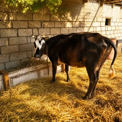 İnək — Heyvanlar, Quşlar, Balıqlar, Xudat