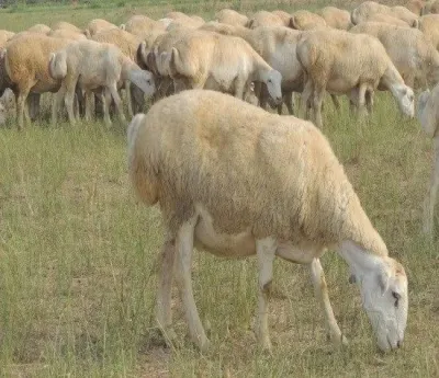 Toğlu — Heyvanlar, Quşlar, Balıqlar, Bakı — şəkil 3
