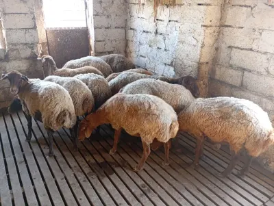 Qoyun — Heyvanlar, Quşlar, Balıqlar, Salyan