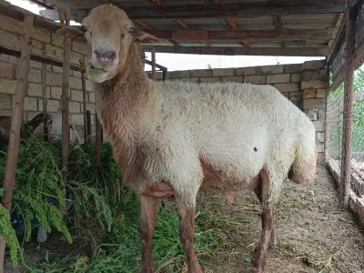 Qoç — Heyvanlar, Quşlar, Balıqlar, Göytəpə