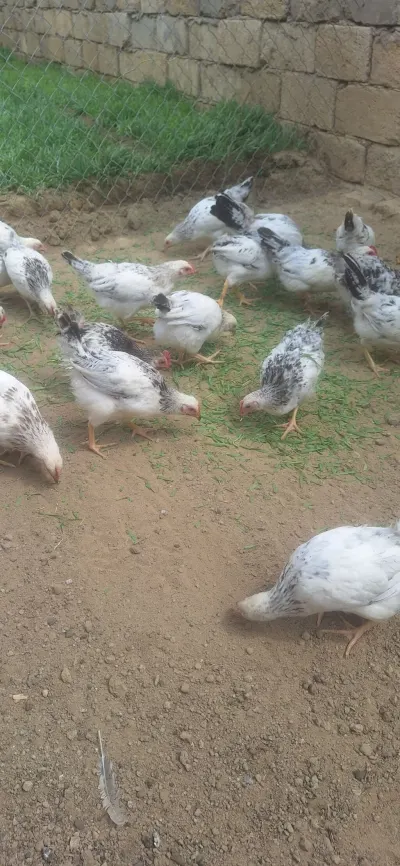 Cücə — Heyvanlar, Quşlar, Balıqlar, Bakı