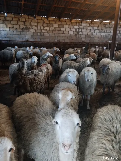 Qoyun — Heyvanlar, Quşlar, Balıqlar, Xırdalan