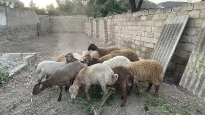 Quzu — Heyvanlar, Quşlar, Balıqlar, Bakı