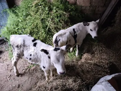 İnək — Heyvanlar, Quşlar, Balıqlar, Bakı — şəkil 2