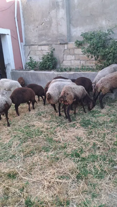 Qoyun — Heyvanlar, Quşlar, Balıqlar, Bakı