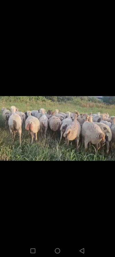 Qoyun — Heyvanlar, Quşlar, Balıqlar, Yevlax