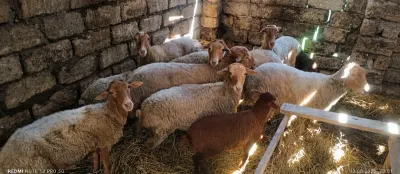 Qoyun — Heyvanlar, Quşlar, Balıqlar, Xudat