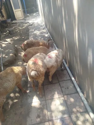 Quzu — Heyvanlar, Quşlar, Balıqlar, Bakı