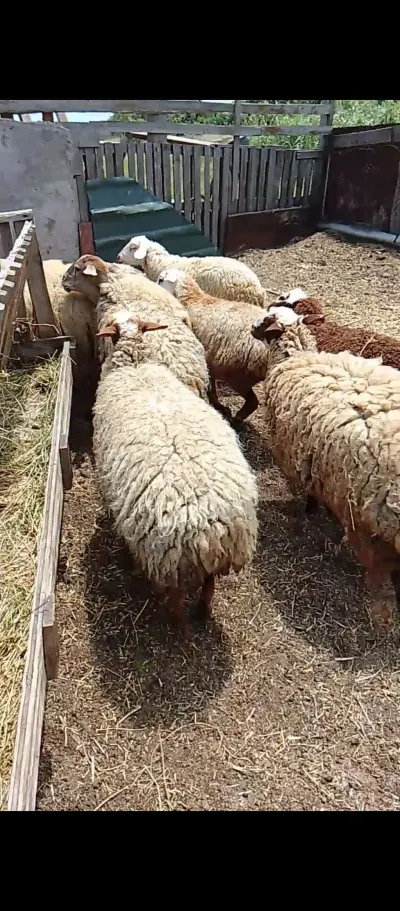 Qoyun — Heyvanlar, Quşlar, Balıqlar, Bakı