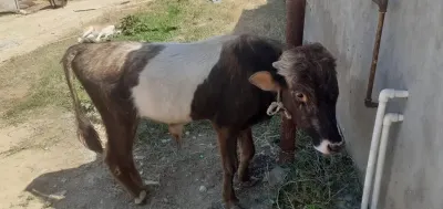 Dana — Heyvanlar, Quşlar, Balıqlar, Xırdalan
