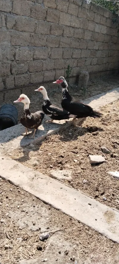 Ördək — Heyvanlar, Quşlar, Balıqlar, Bakı