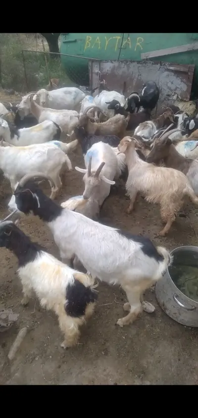 Keçi — Heyvanlar, Quşlar, Balıqlar, Şabran
