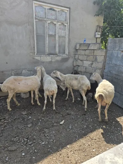 Qoyun — Heyvanlar, Quşlar, Balıqlar, Bakı